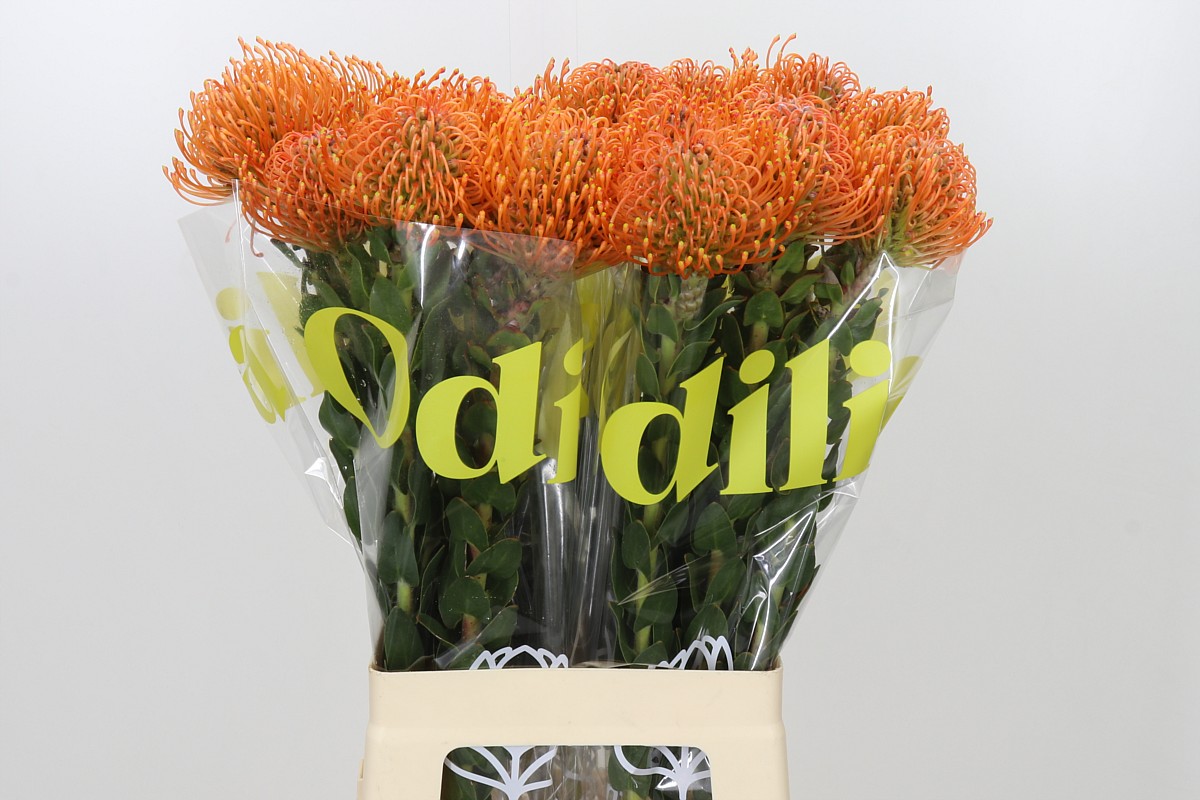 Leucospermum Ayoba Mandarin Zest 70cm