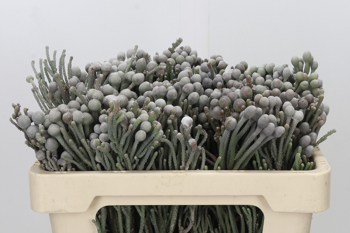 Brunia Silver Bunch 50cm