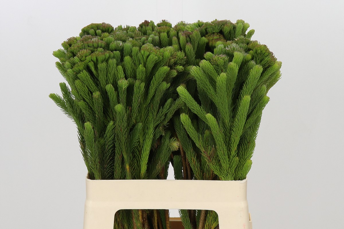 Brunia Albiflora Bunch 60cm