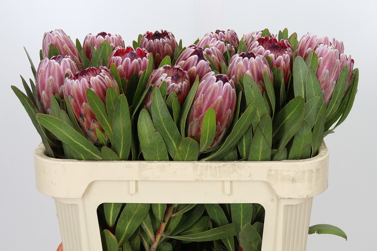 Protea Pink Ice 70cm