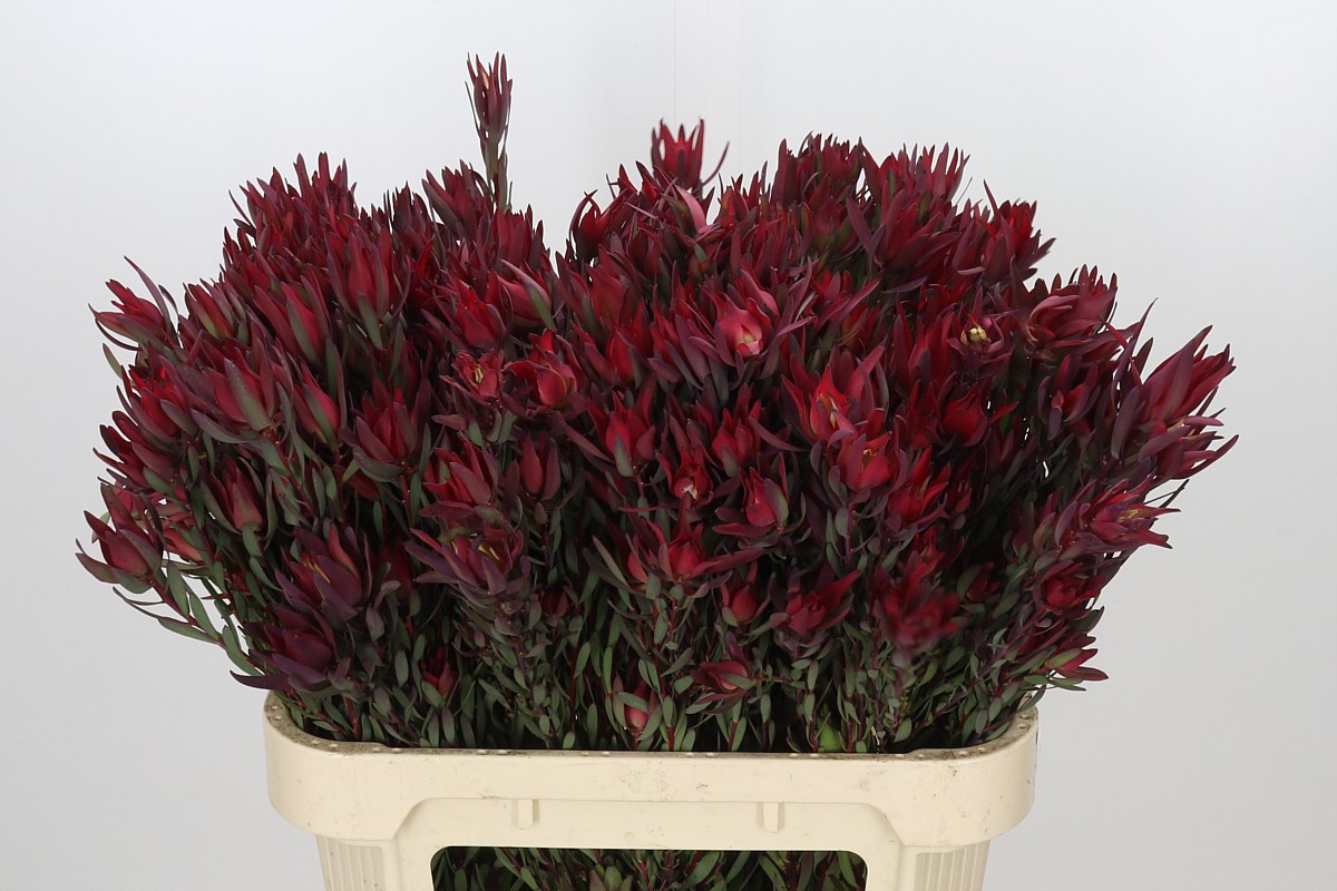 Leucadendron Sal Blush 80cm
