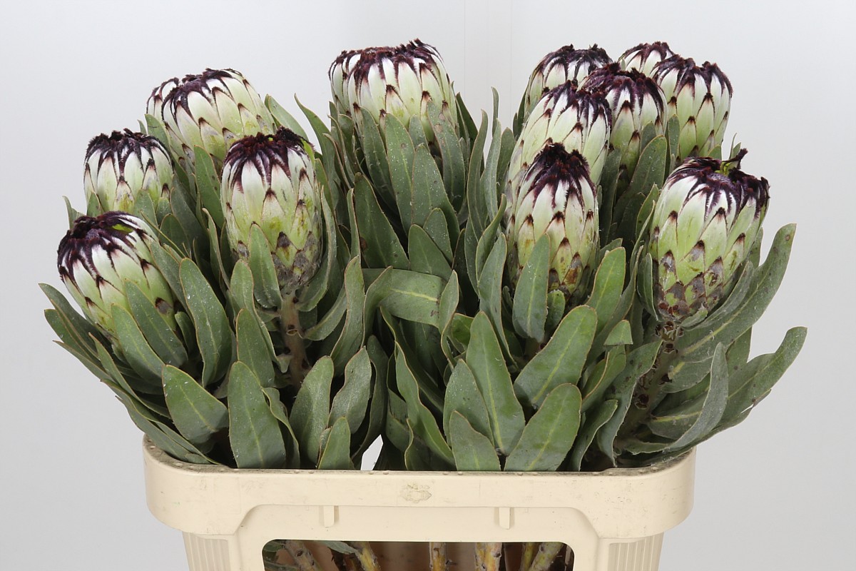 Protea Barb Niobe 80cm