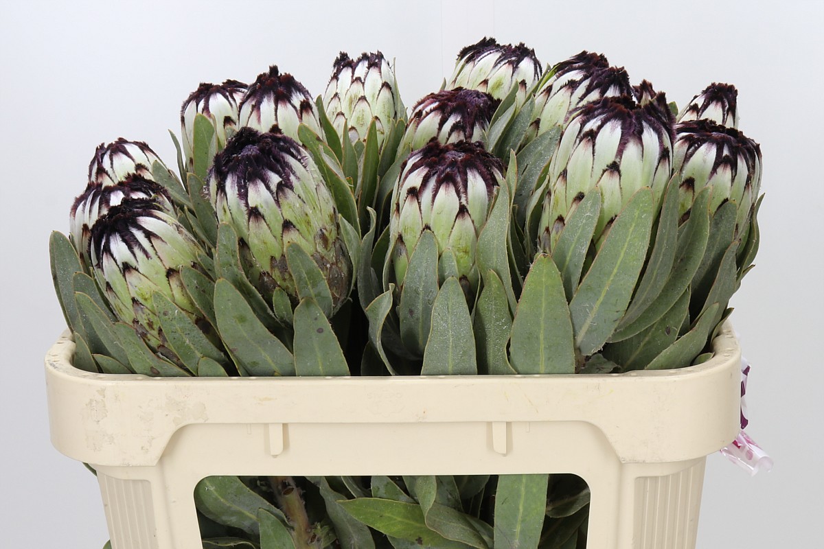 Protea Barb Niobe 70cm
