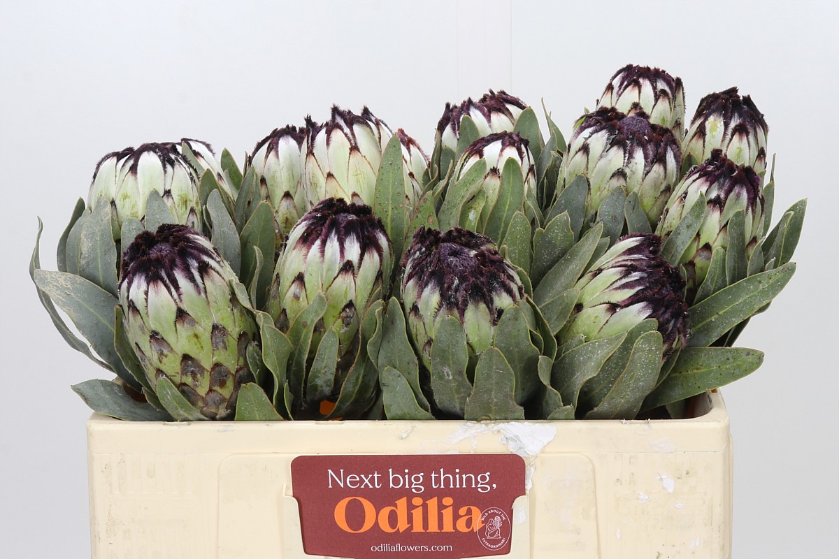 Protea Barb Niobe 50cm