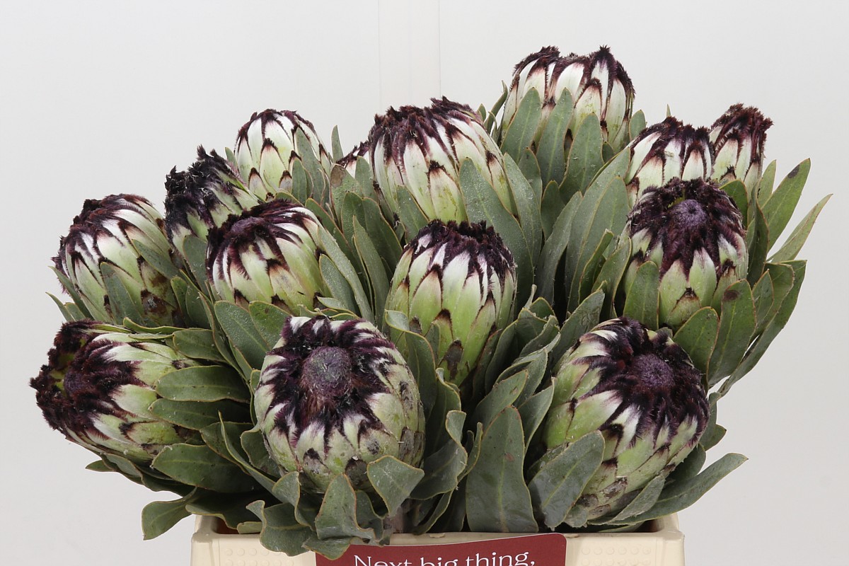Protea Barb Niobe 40cm