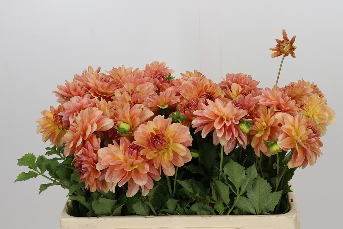 Dahlia Peach Delight