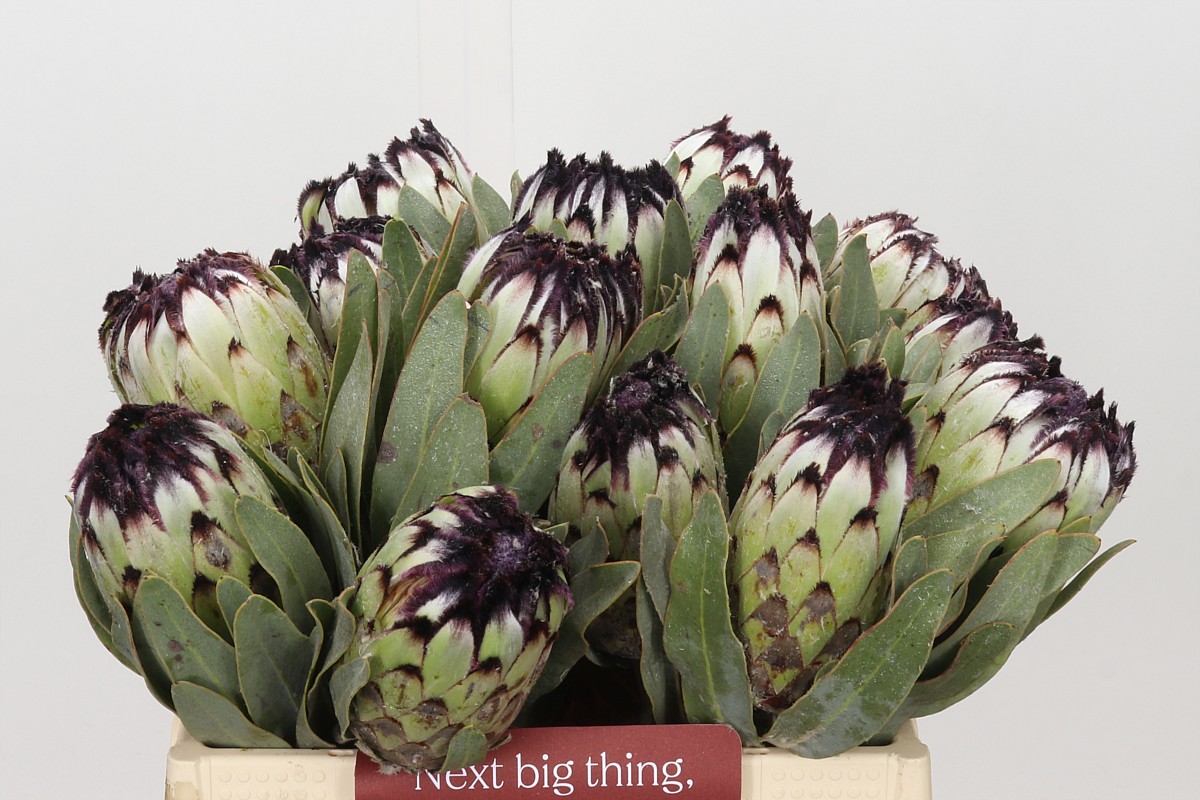 Protea Barb Niobe 35cm