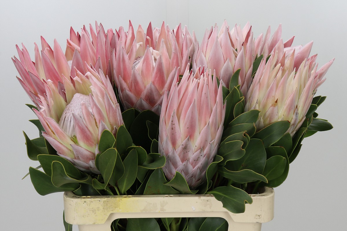 Protea Cynaroides 60cm