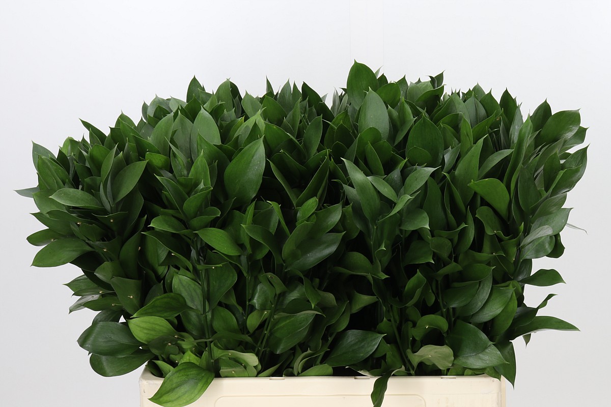 Ruscus Hypophyllum