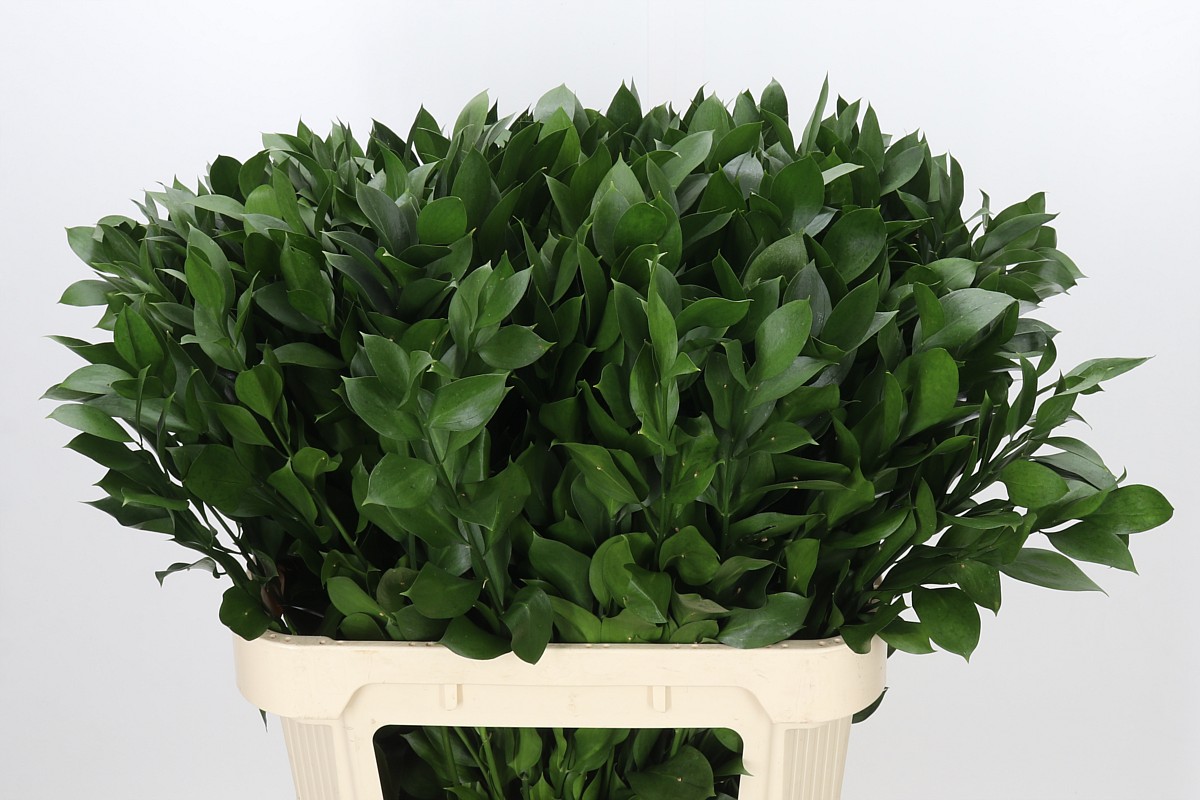 Ruscus Hypophyllum