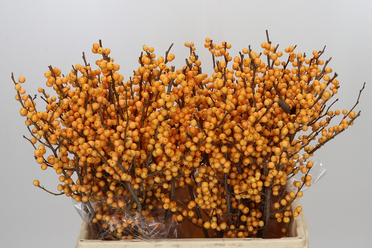 Ilex Ve Gold Verboom