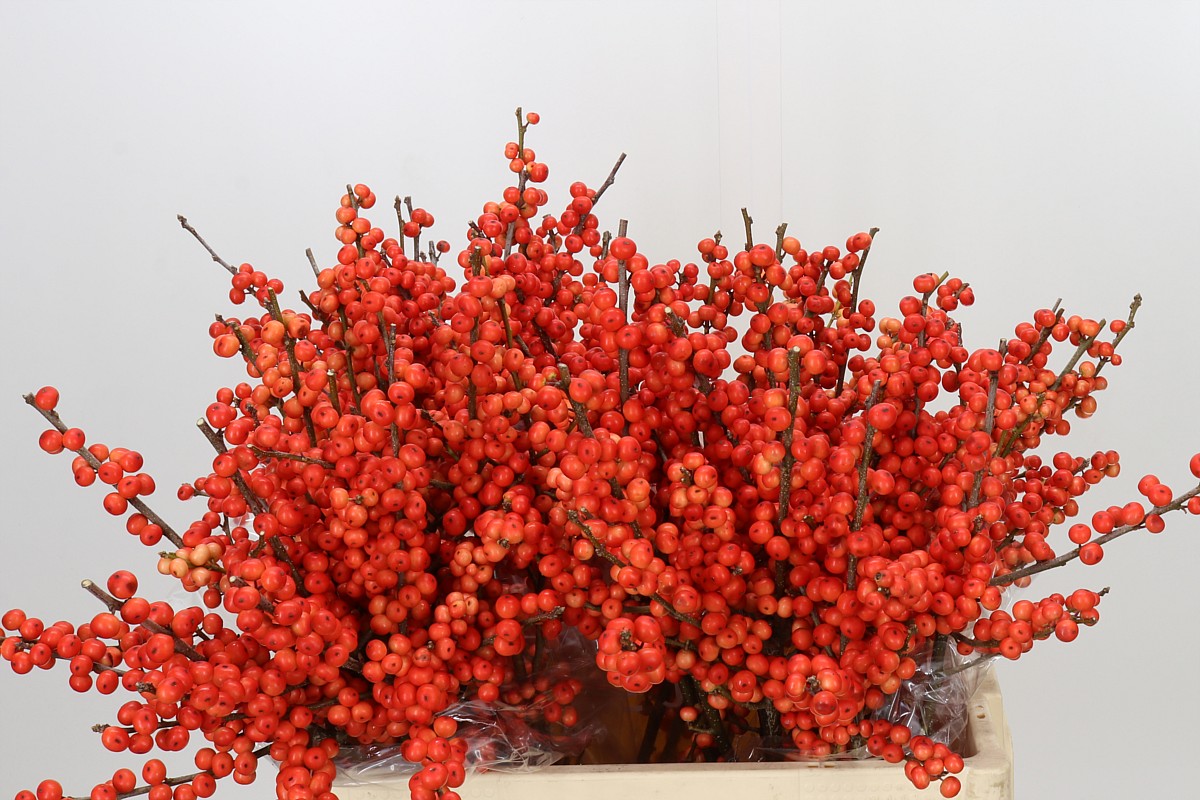 Ilex Ve Oudij Orange