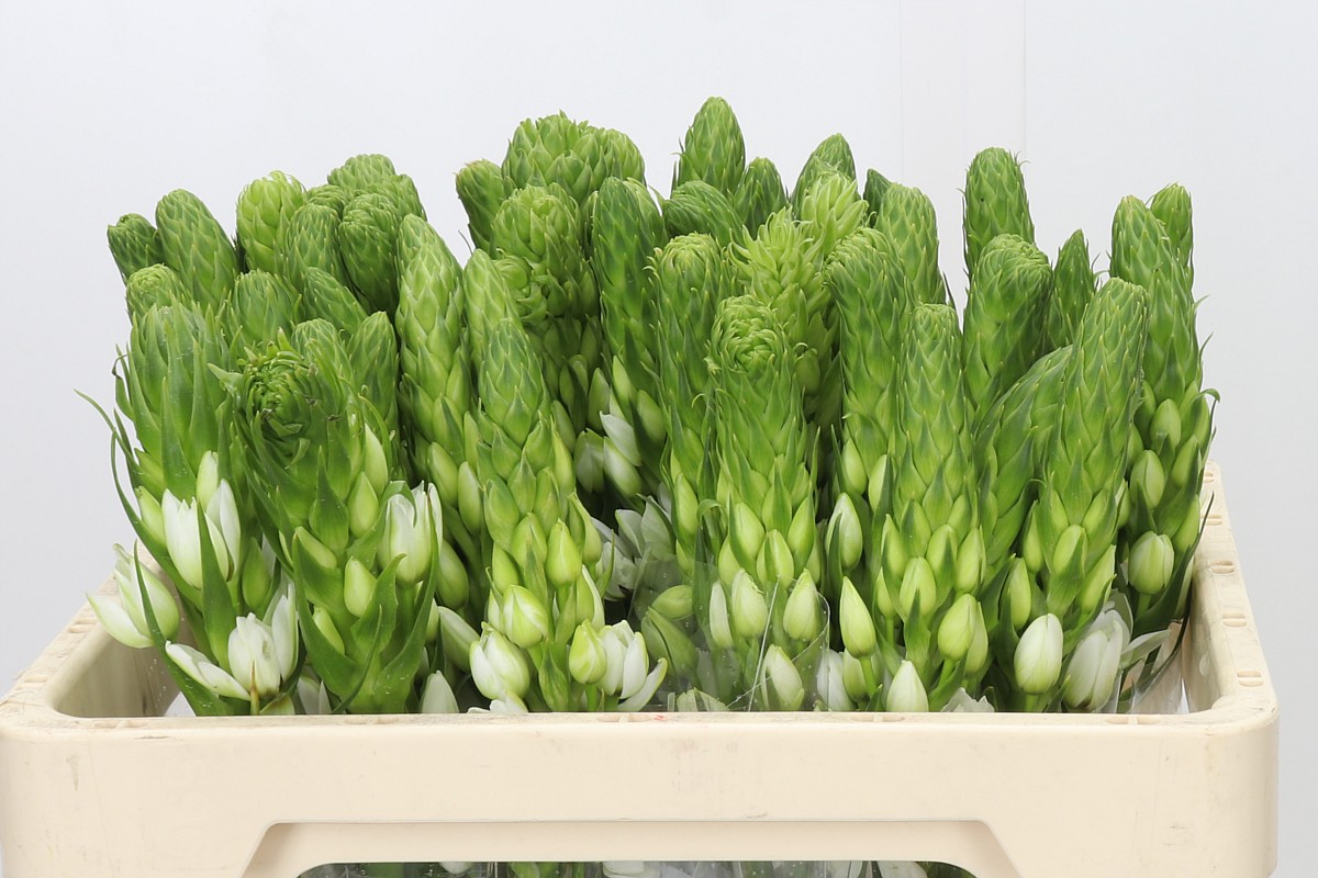 Ornithogalum Milky Way 50cm