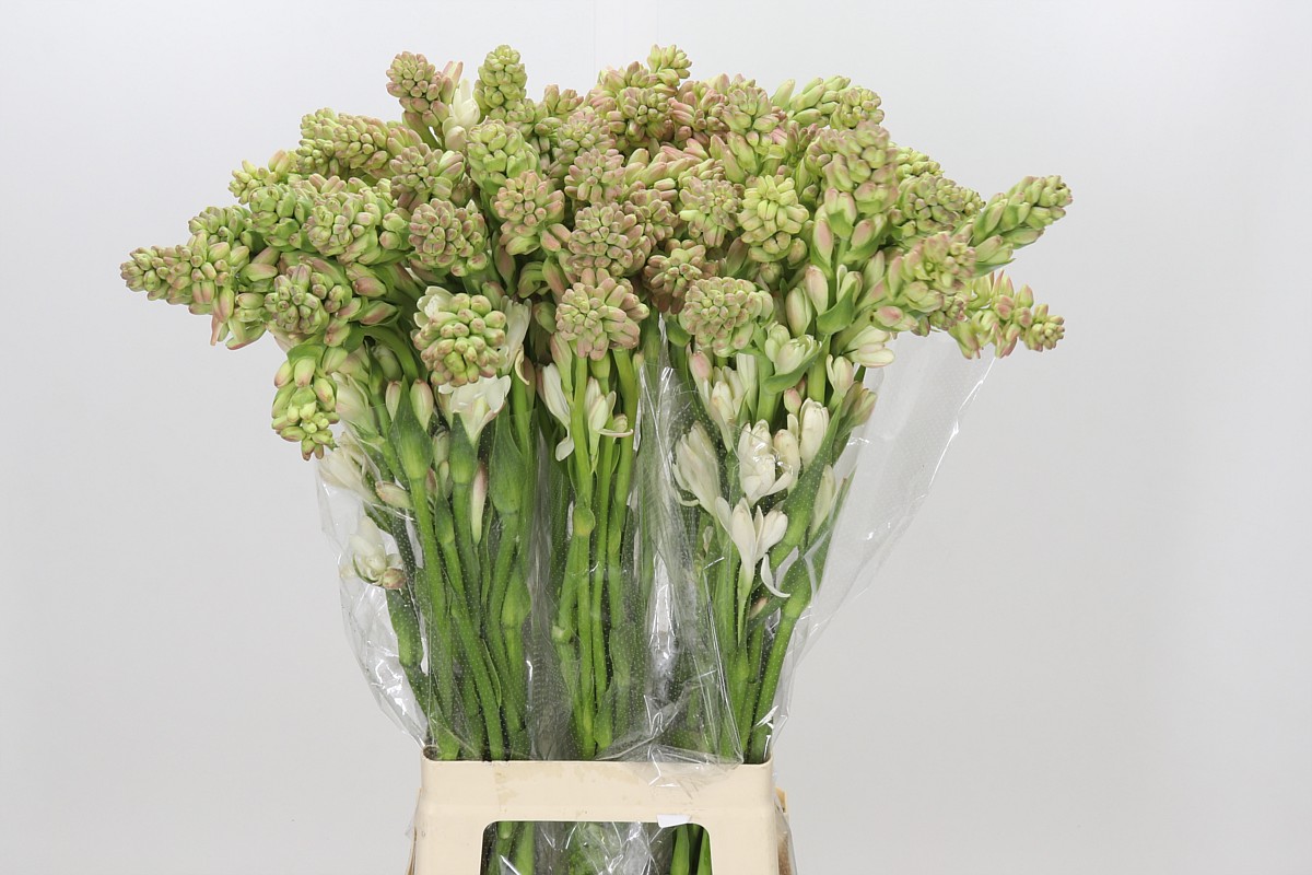 Polianthes Tuberosa