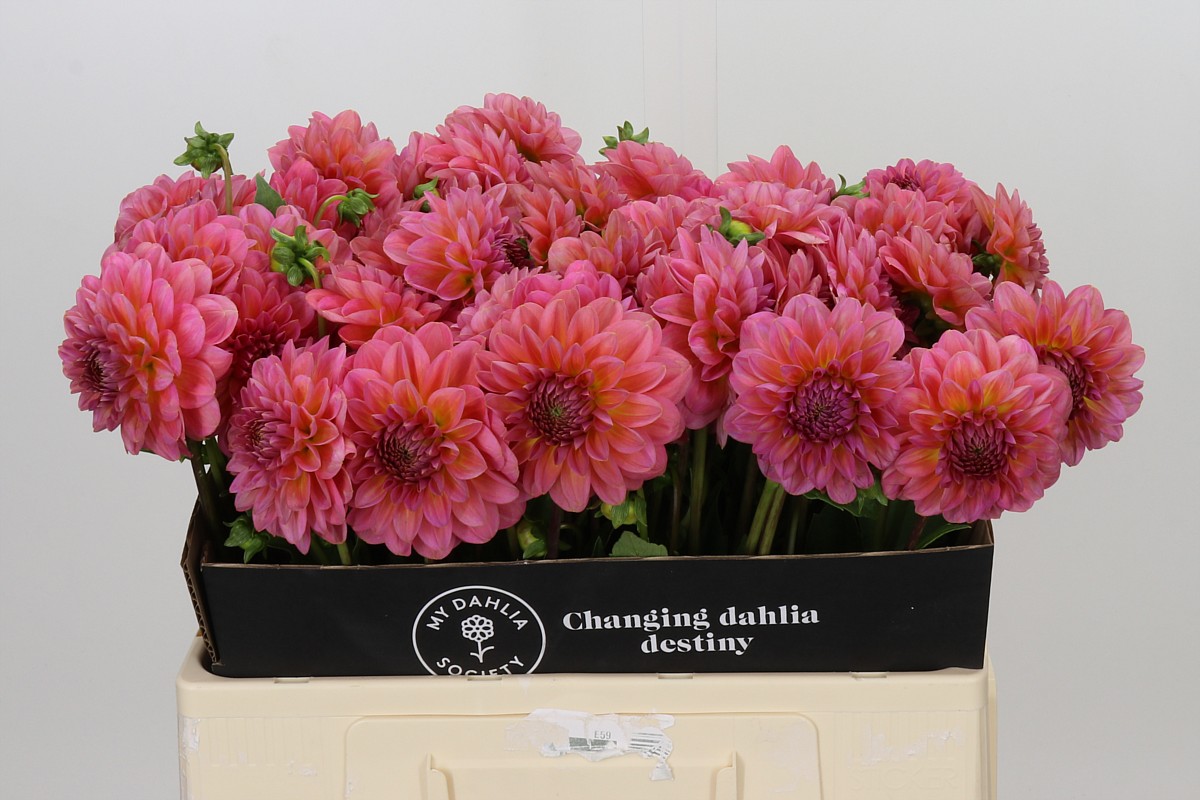 Dahlia Pink Runner 50cm