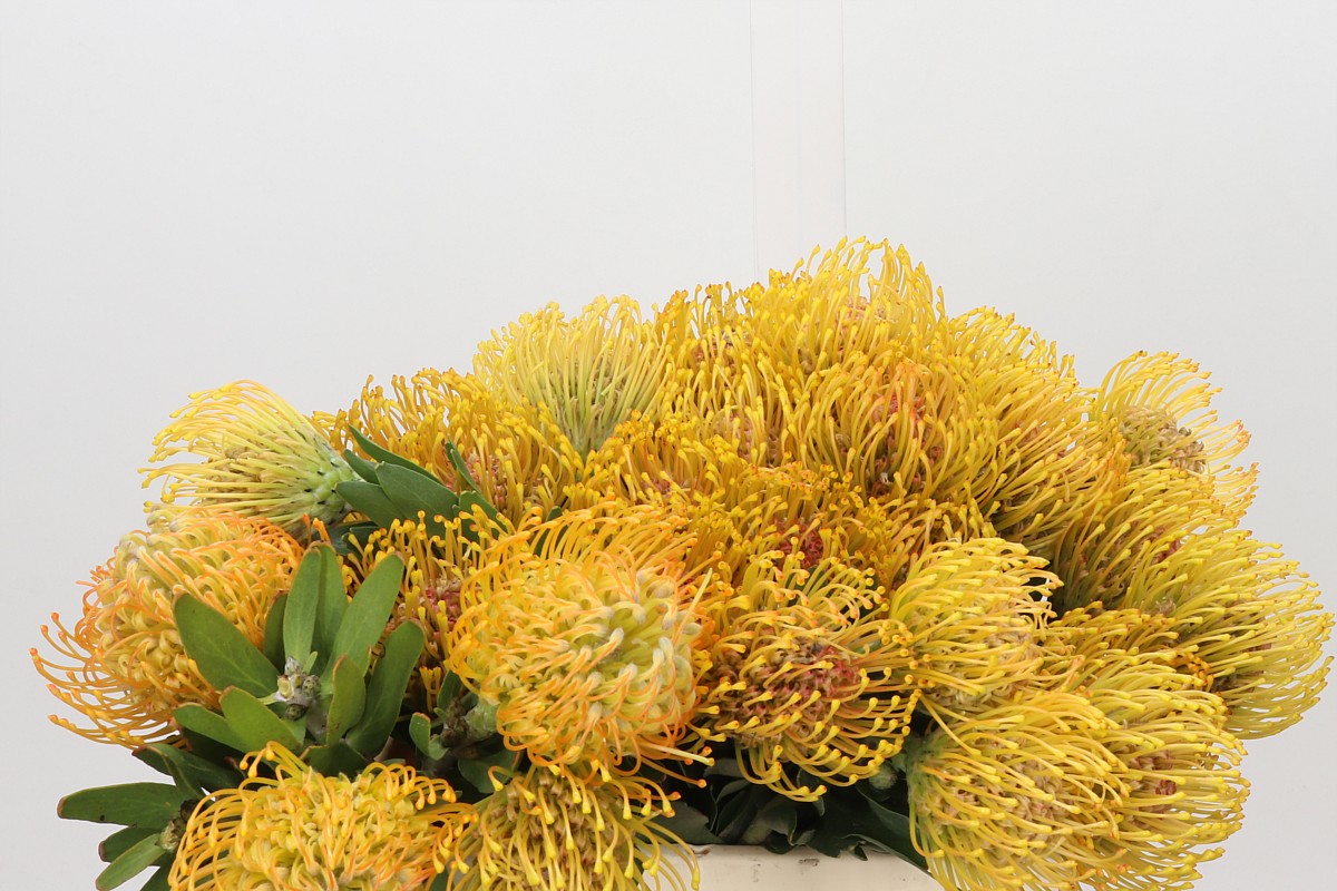 Leucospermum Ayoba Orange 35cm