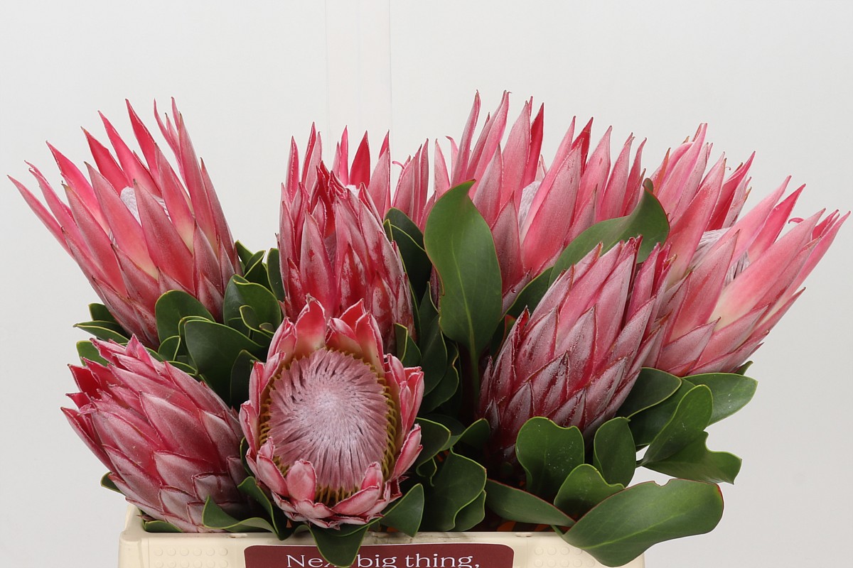Protea Cy Clare 40cm