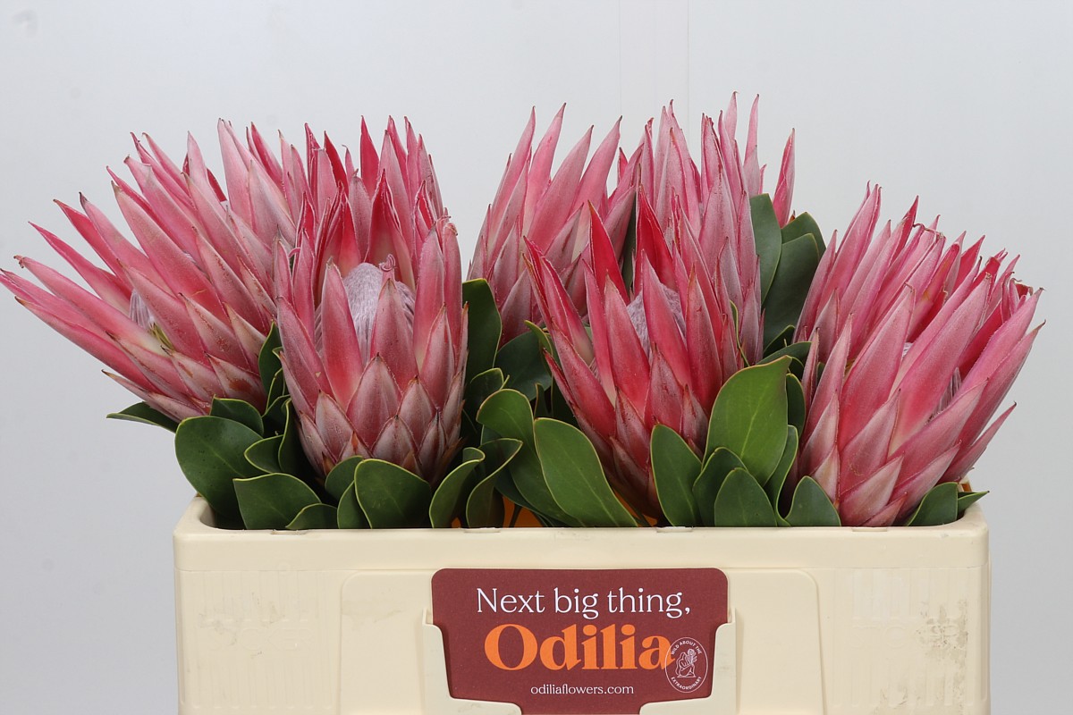 Protea Cy Clare 50cm