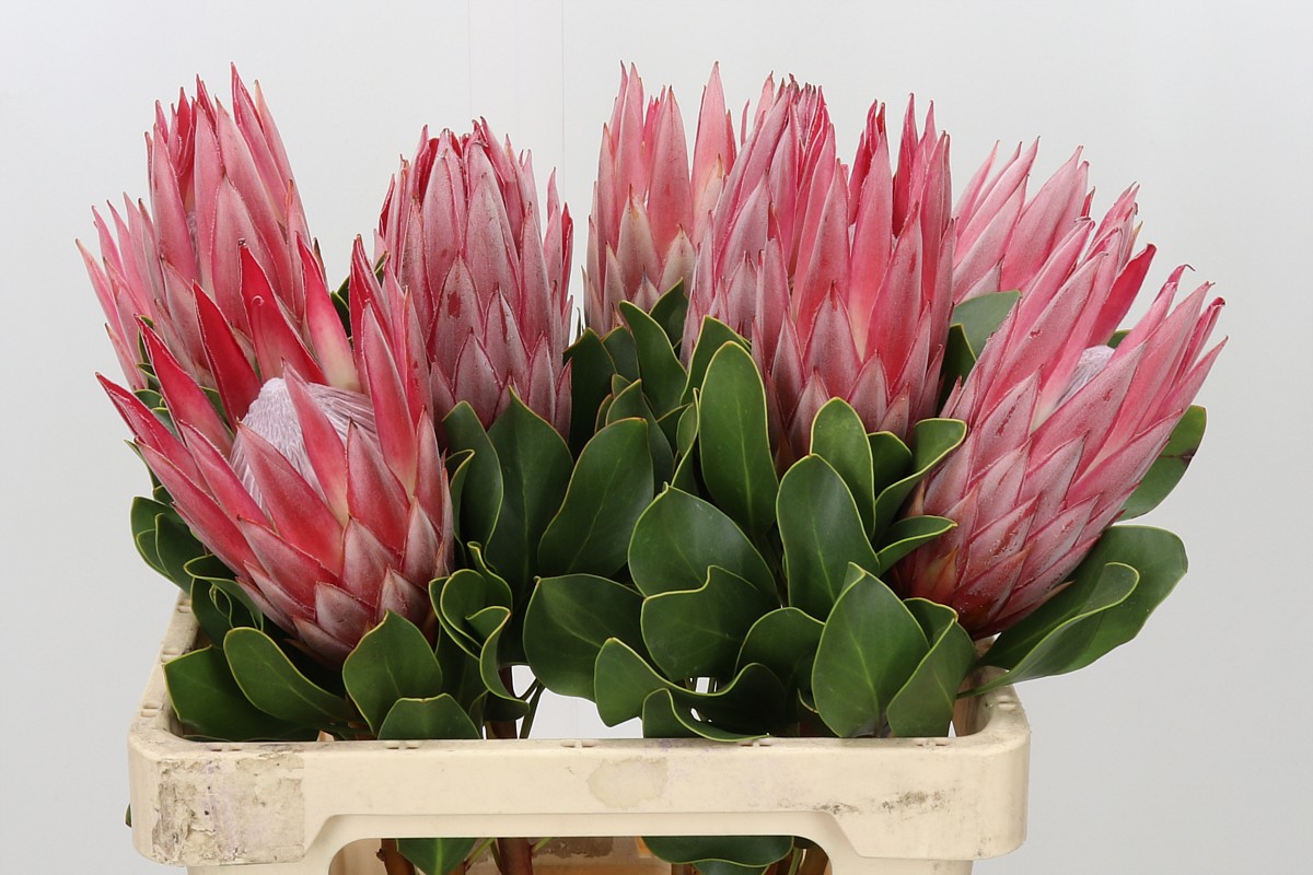 Protea Cy Clare 60cm