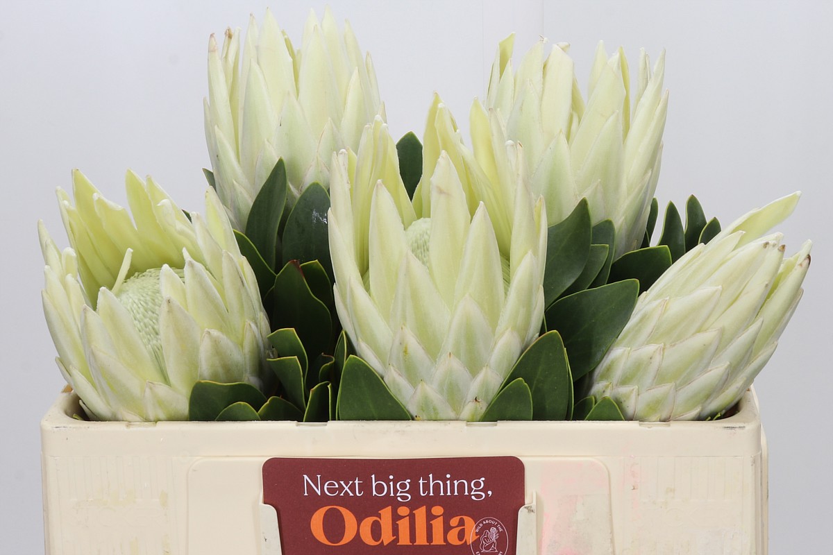 Protea 50cm