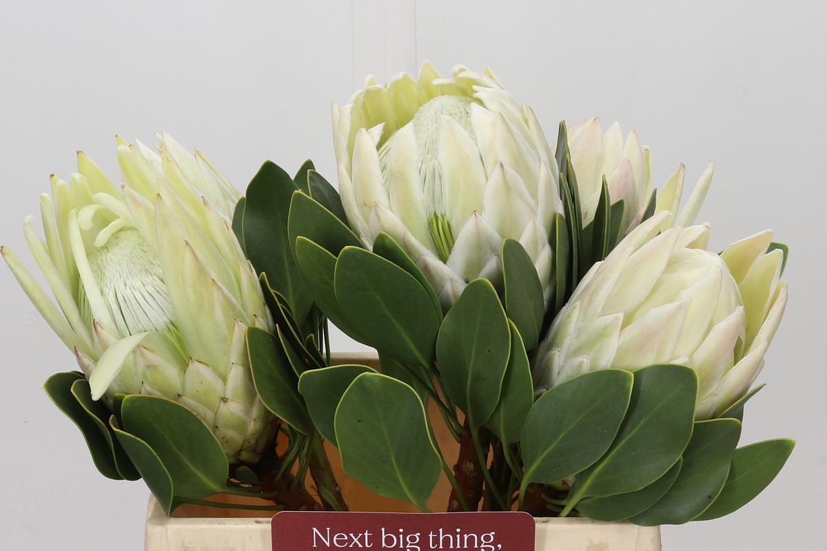 Protea 40cm