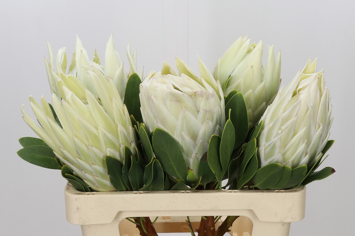 Protea 60cm