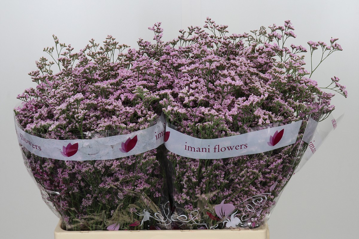 Limonium Saf Oshi Pink 60cm