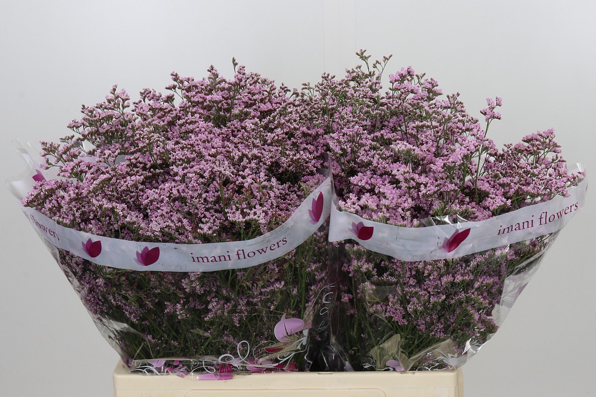 Limonium Saf Oshi Pink 60cm 26gram