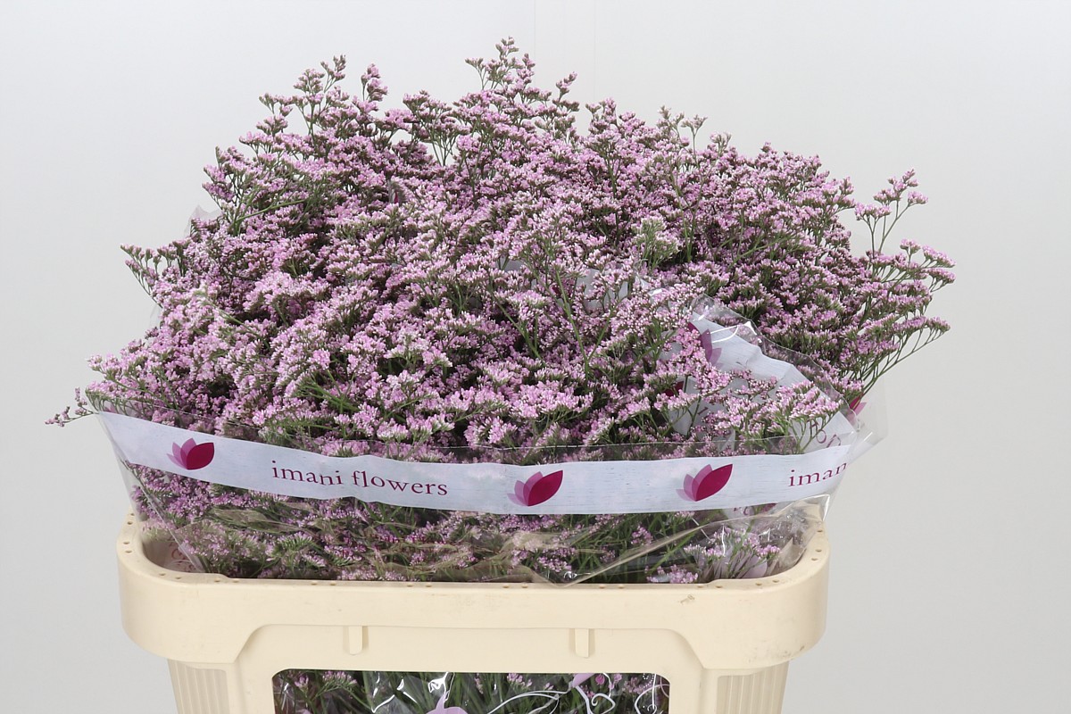 Limonium Saf Oshi Pink 70cm 35gram