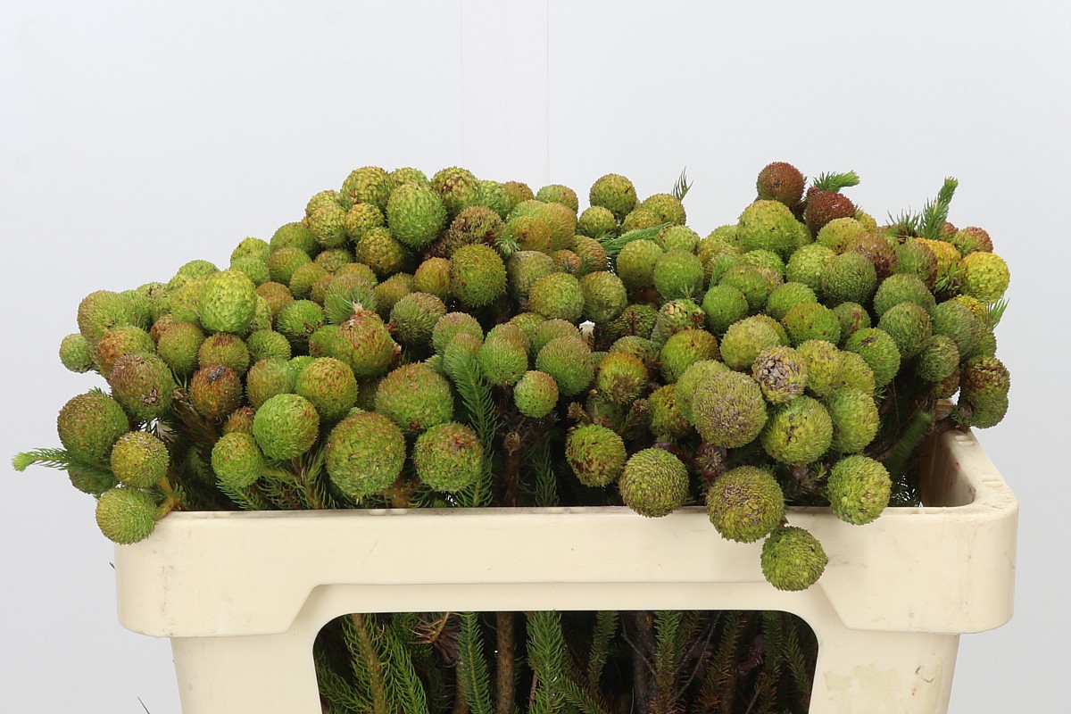 Berzelia Galpinii Baubels Bunch 50cm