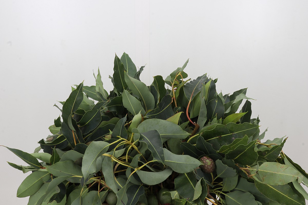 Cape Green (BERZELIA) 50cm