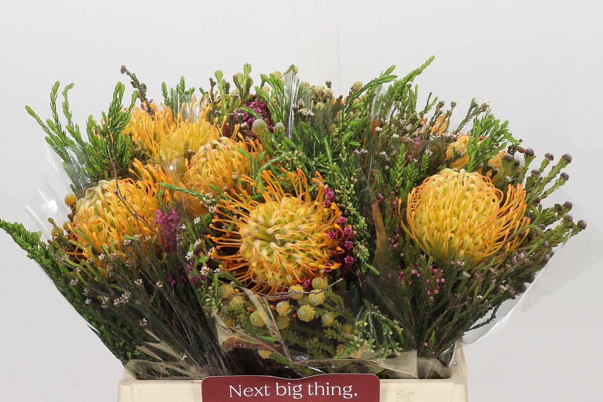 Protea Bouquet Per Bunch 40cm