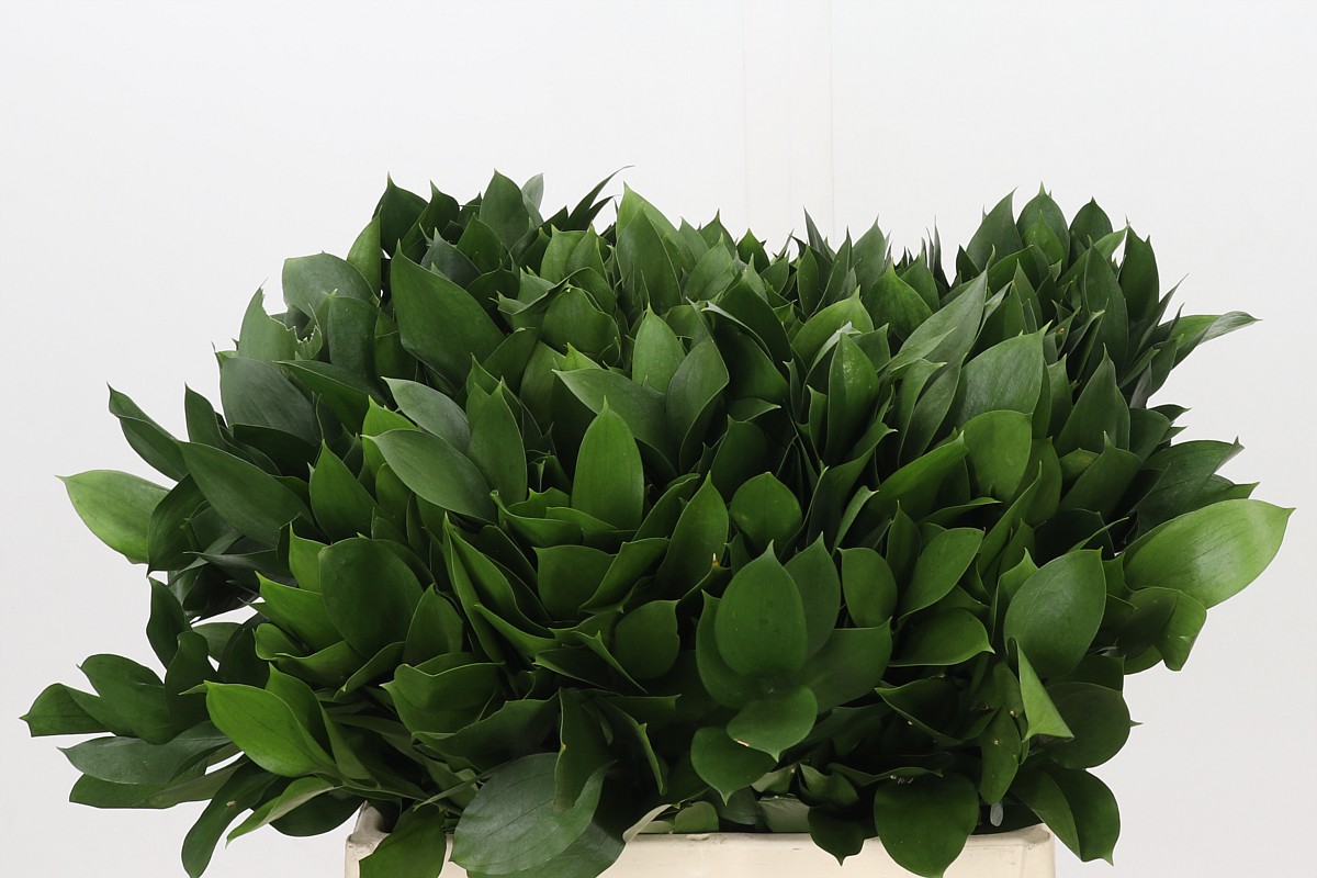 Ruscus Hypophyllum 45cm
