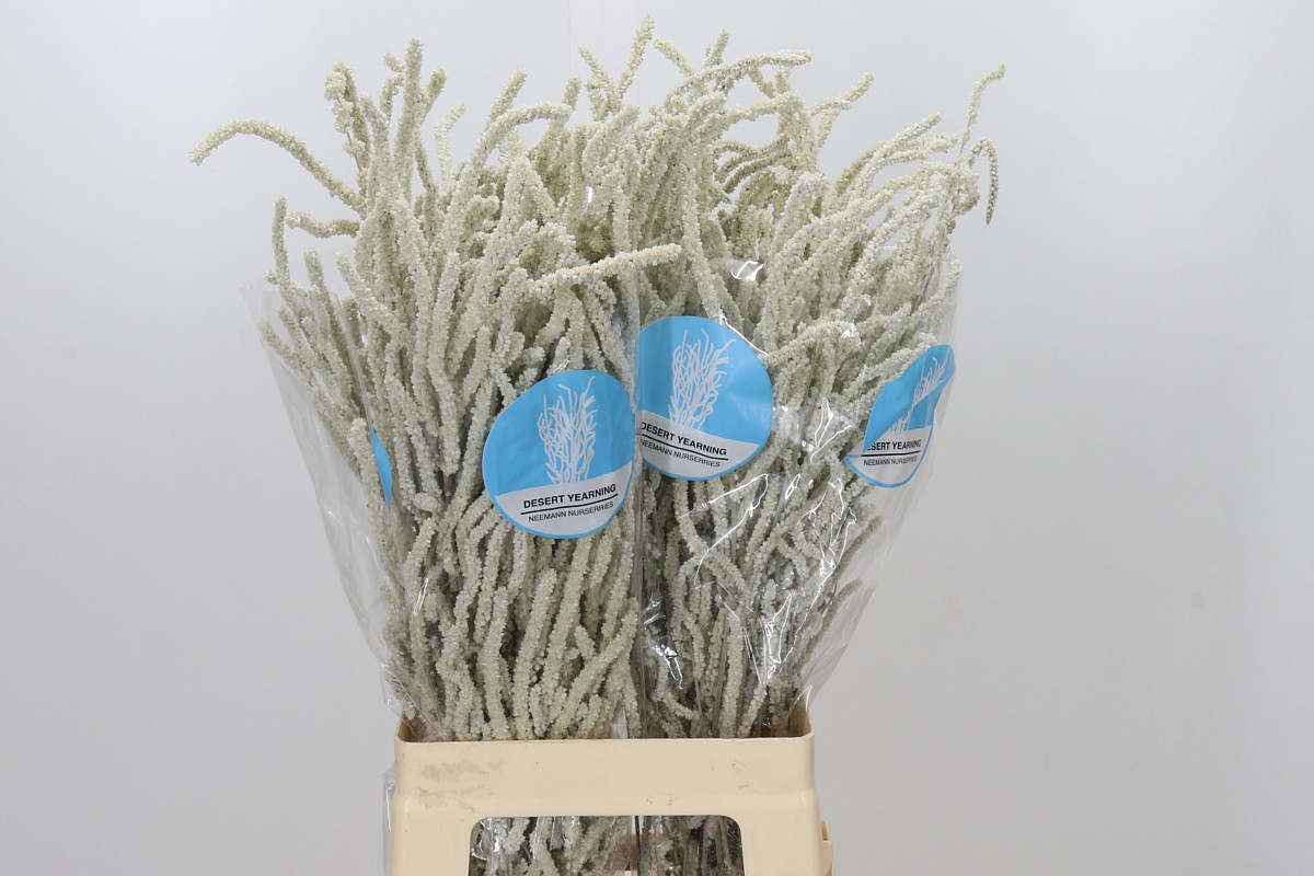 Amaranthus Yearming Desert 70cm