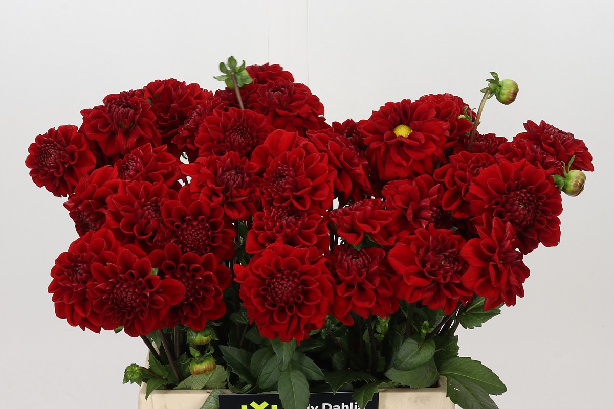 Dahlia 45cm
