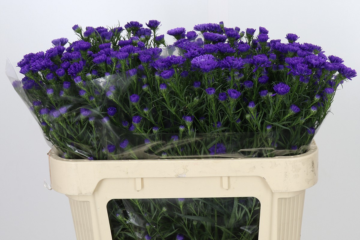 Aster Astee Dark Milka 70cm 15gram