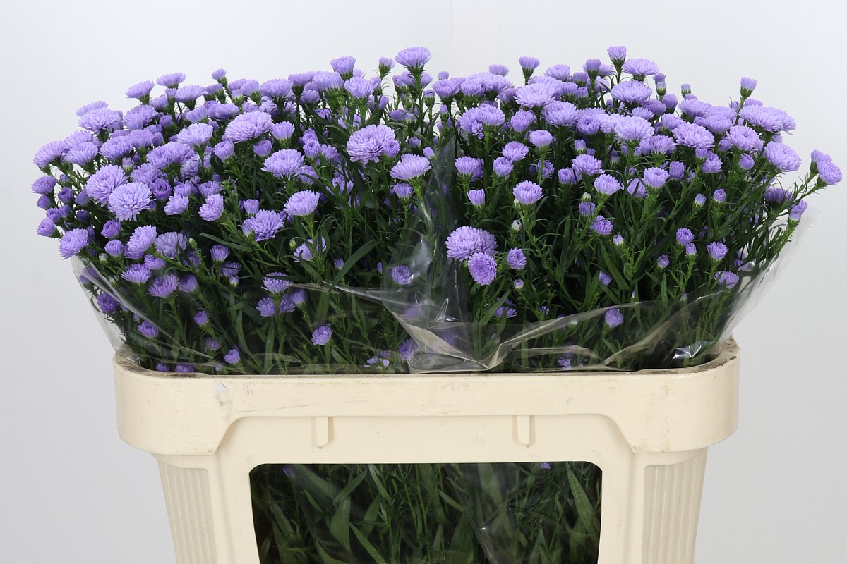 Aster Baby Blue 70cm 15gram