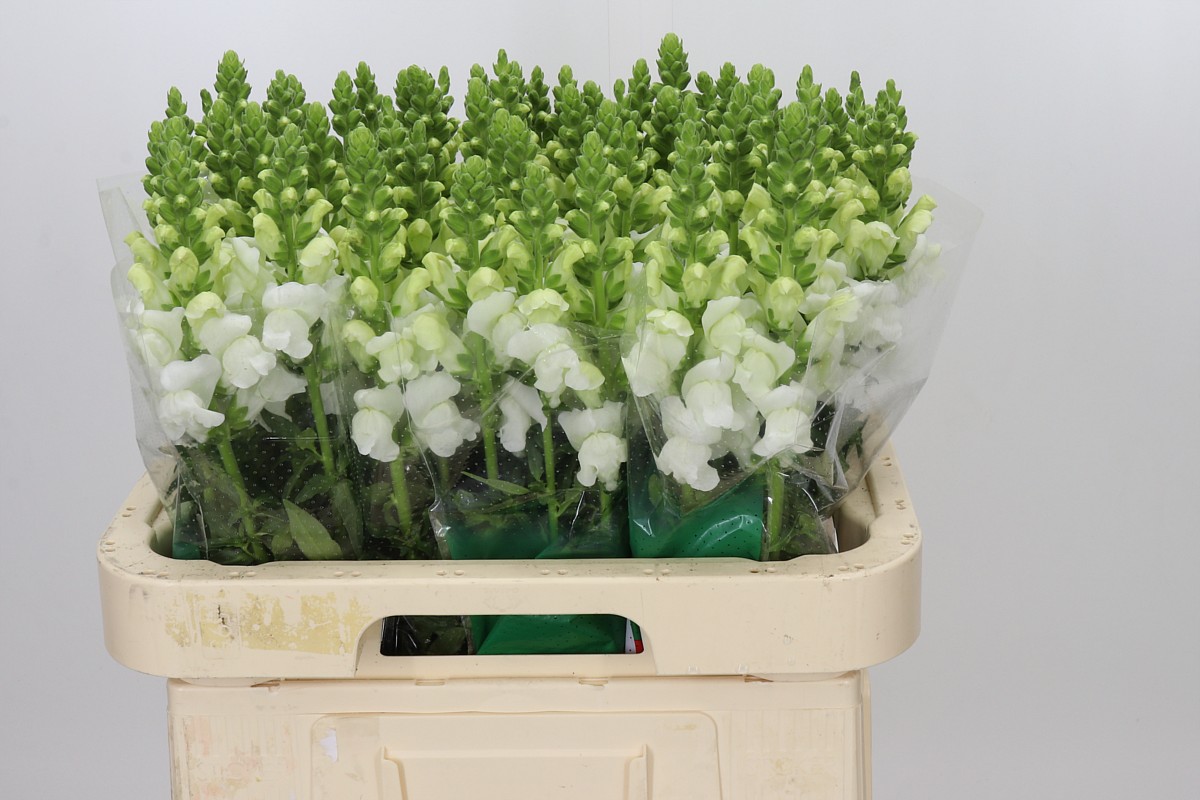 Antirrhinum Avignon White Improved 60cm