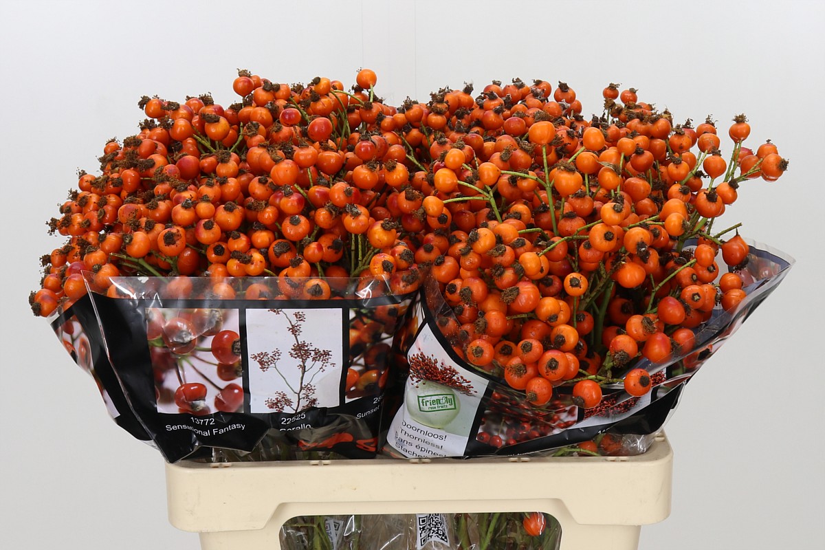 Rosa Hiphop Sunset 60cm 68gram