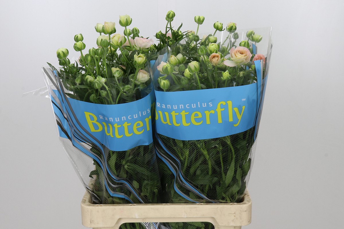 Ranunculus Butterfly Ariadne 70cm