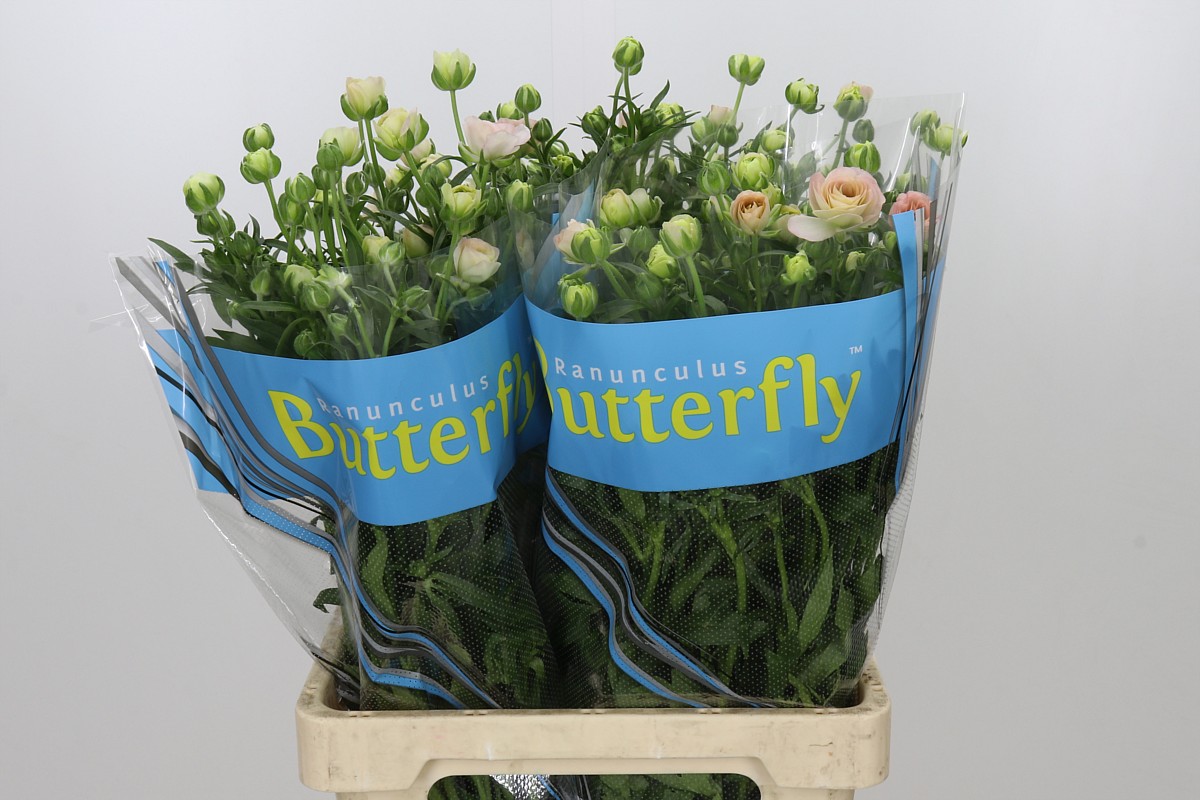 Ranunculus Butterfly Ariadne 70cm