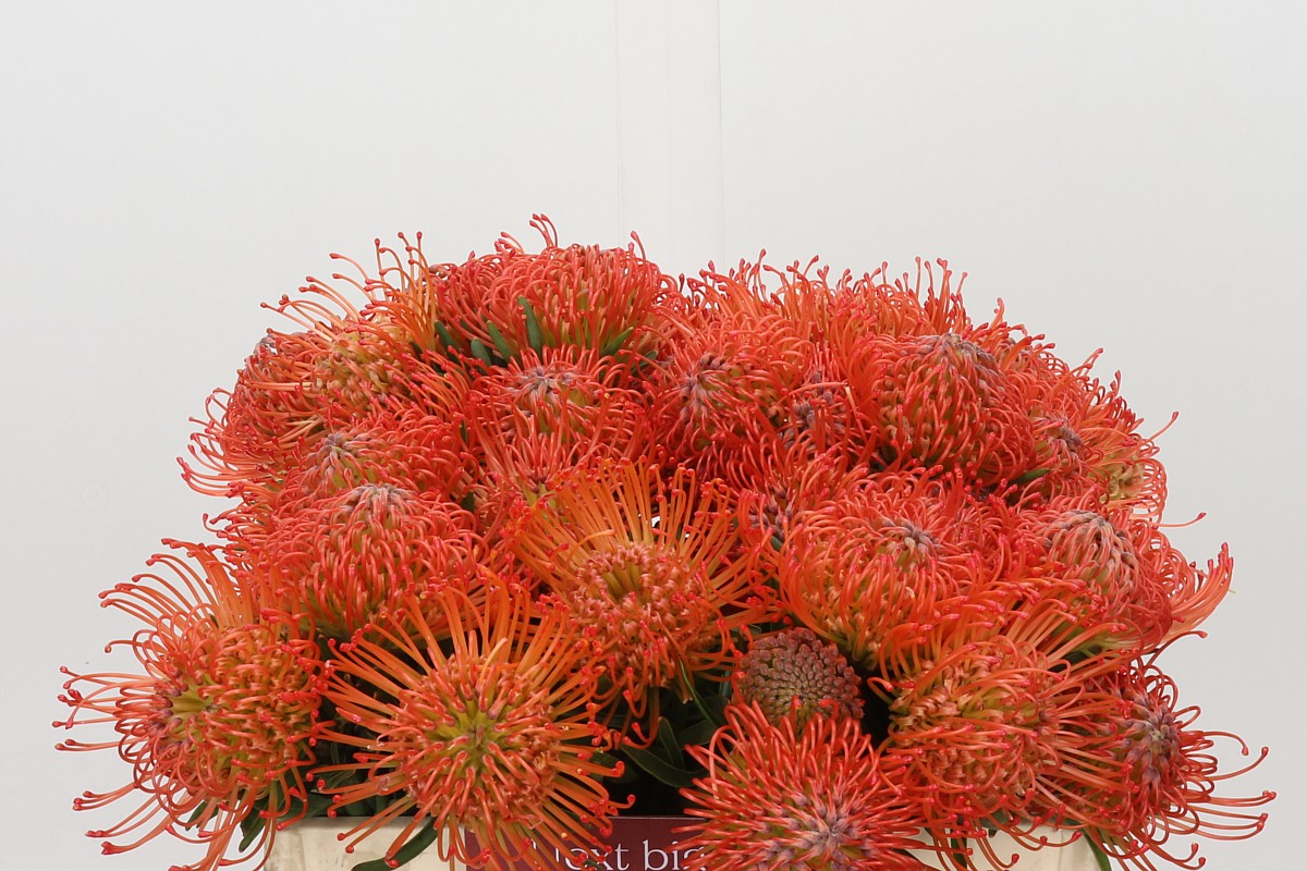 Leucospermum Succession 35cm