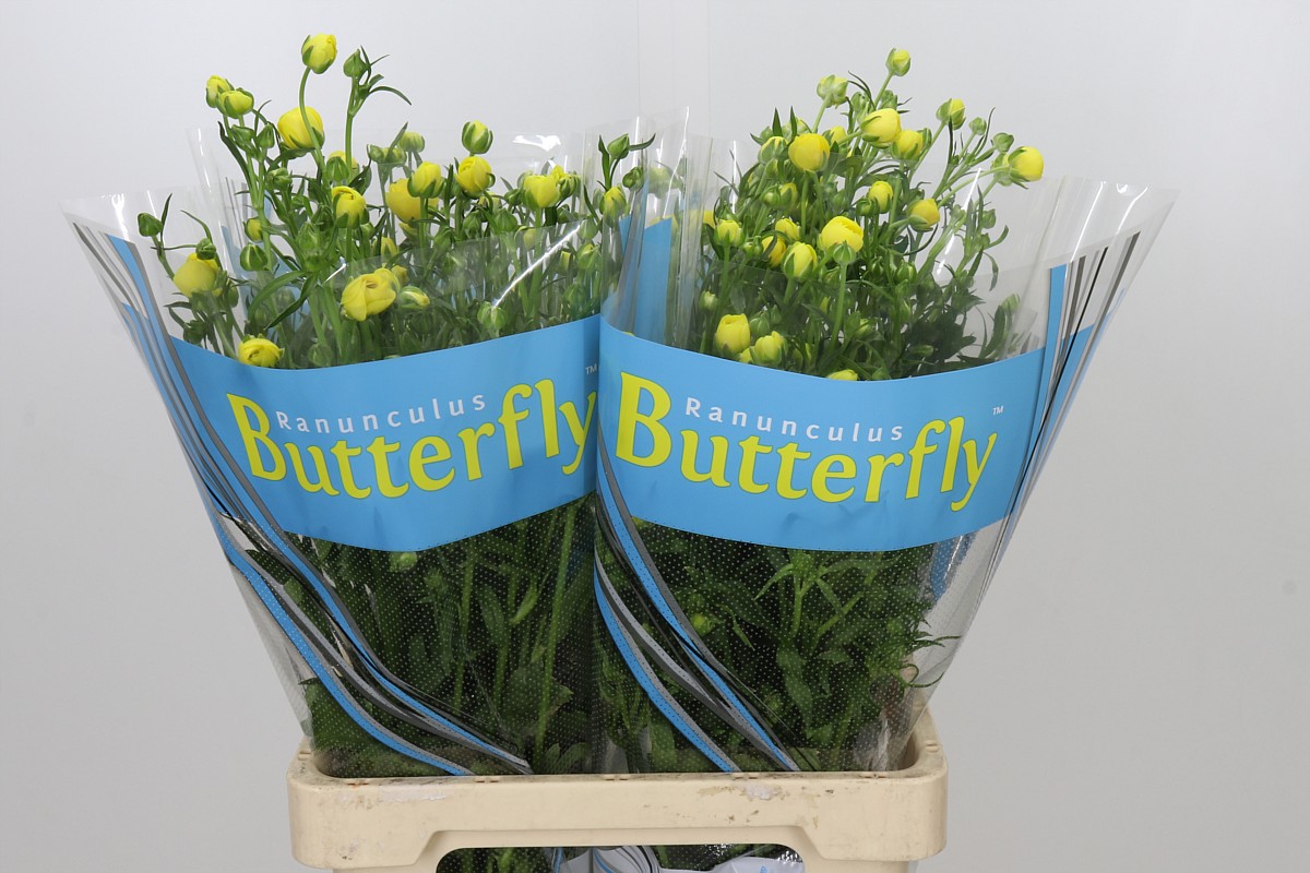 Ranunculus Butterfly Phytalo 70cm