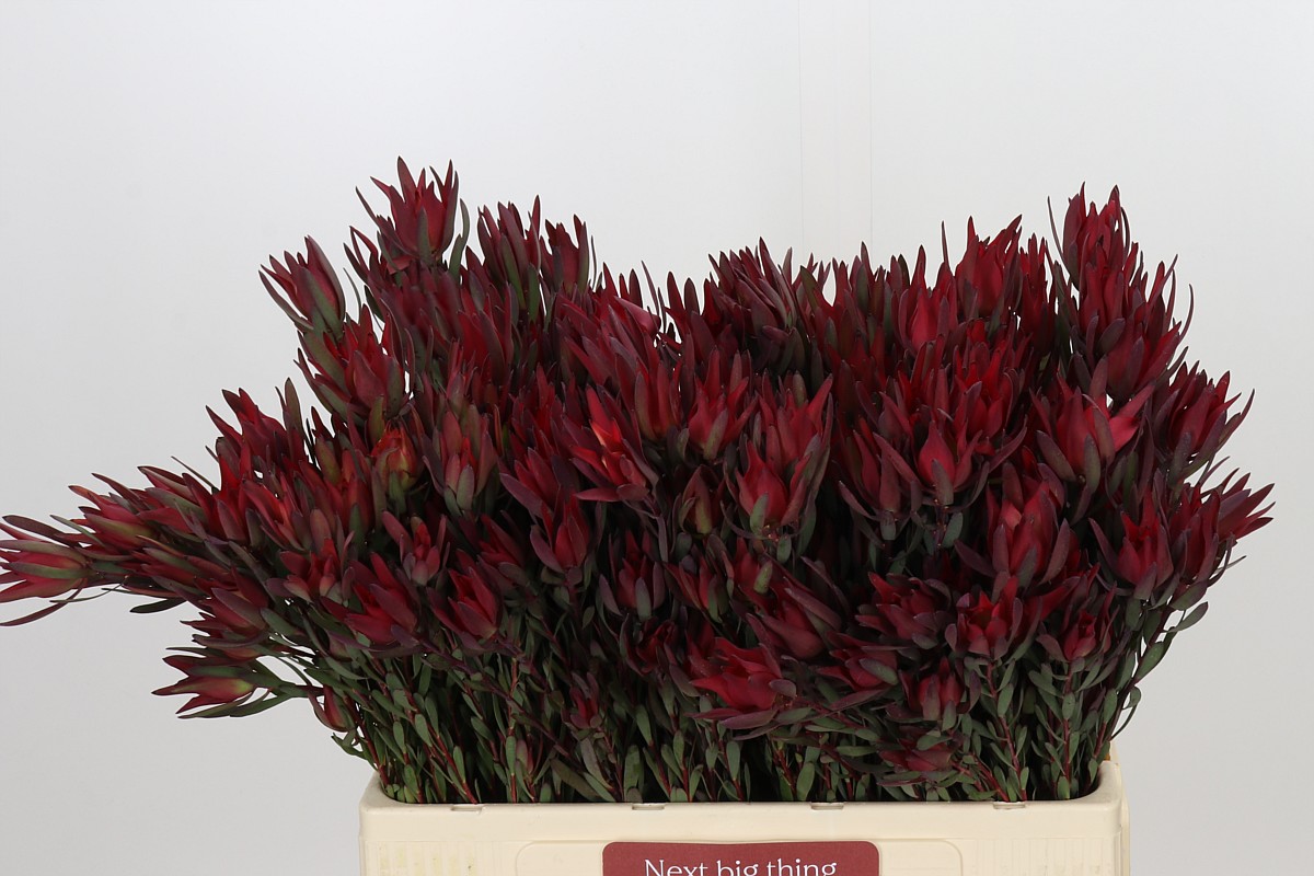 Leucadendron Sal Blush 60cm