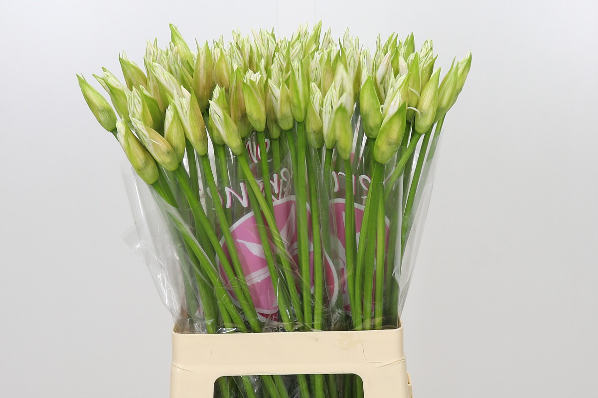 Nerine Bianca Perla 60cm