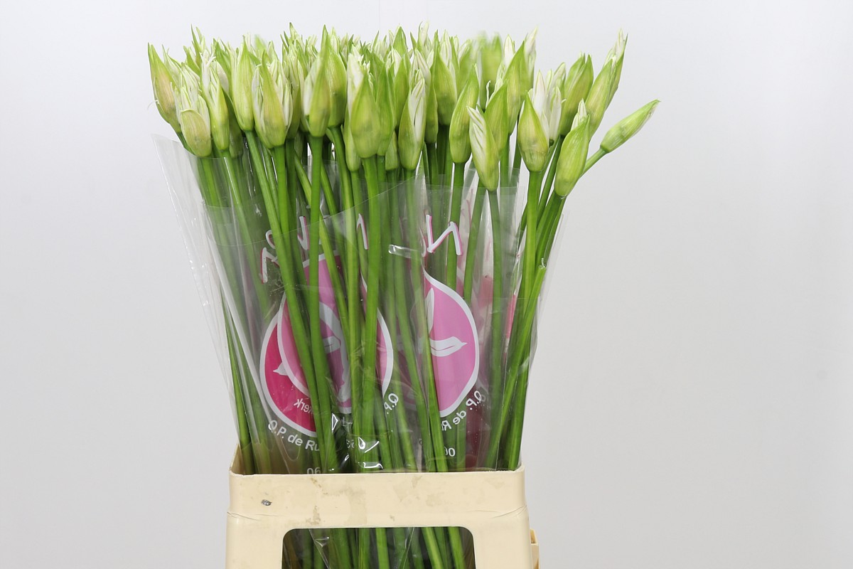 Nerine Bianca Perla 70cm