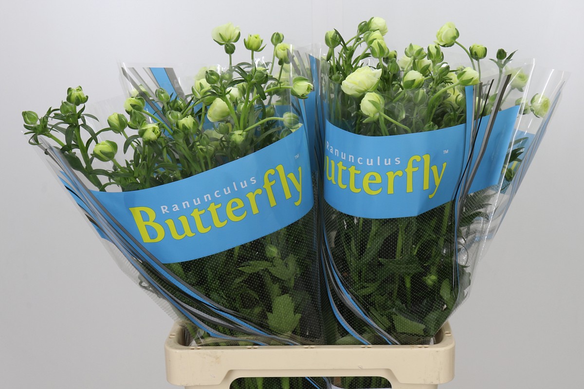 Ranuncules Butterfly Graces 70cm