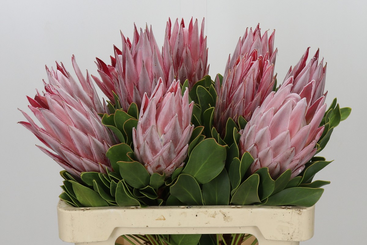 Protea Cynaroides 60cm