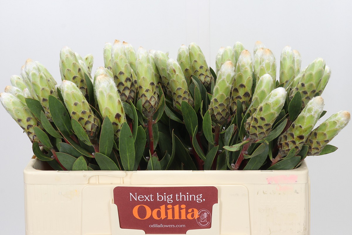 Protea L Lady White 50cm