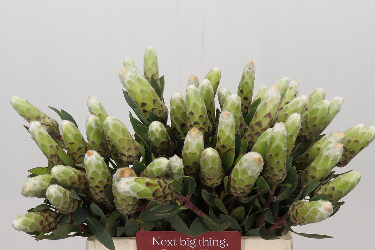 Protea L Lady White 40cm